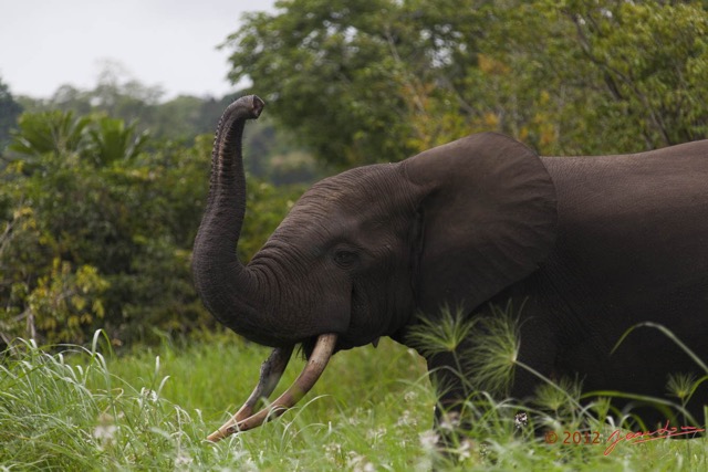 153 LOANGO Inyoungou Riviere Elephant Loxodonta africana cyclotis Solitaire 12E5K2IMG_79269wtmk.jpg
